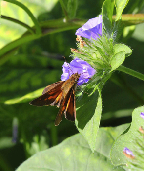 Broad-winged Skipper male